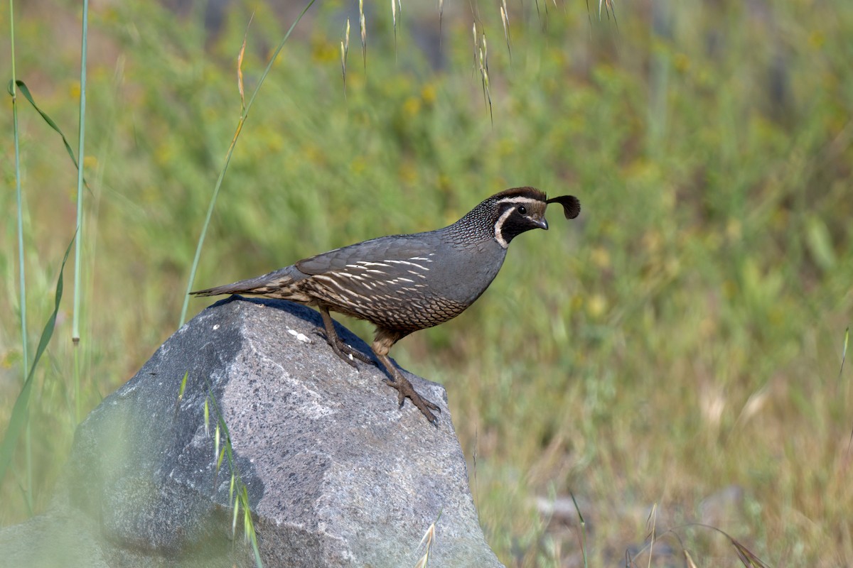 California Quail - ML237176651