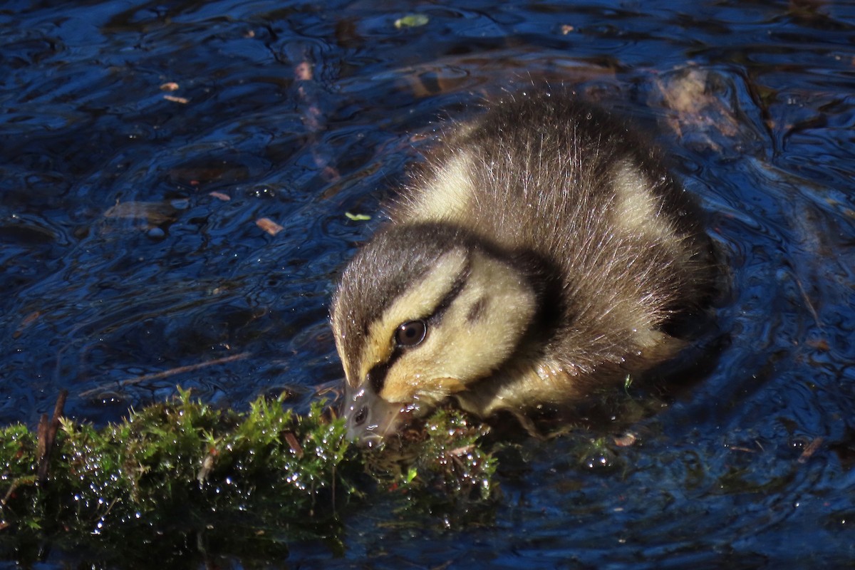 Mallard - ML237177181