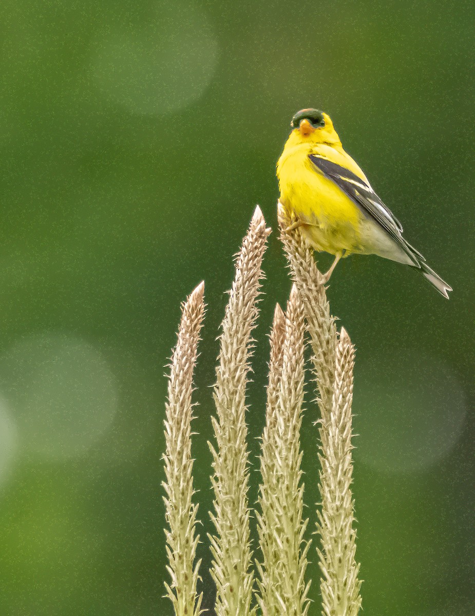 American Goldfinch - Mike  Spillars