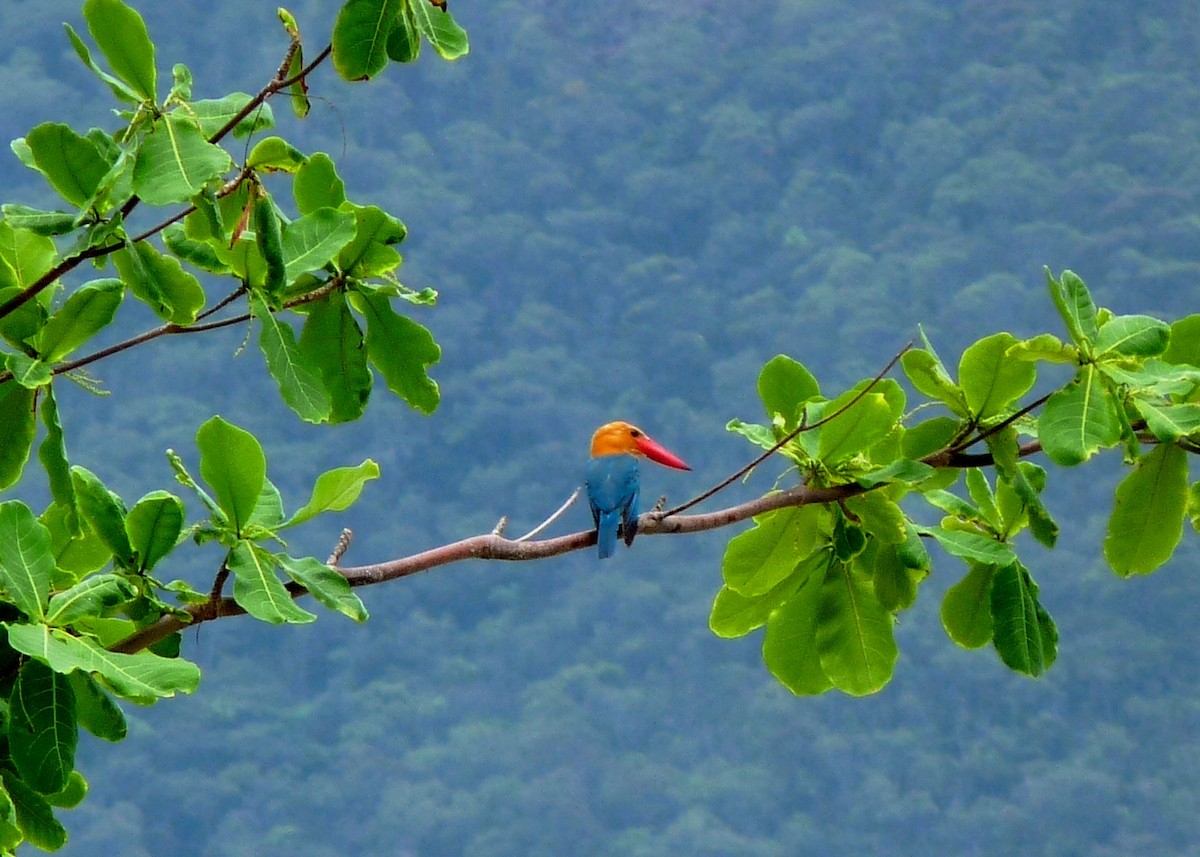 Stork-billed Kingfisher - ML237182341