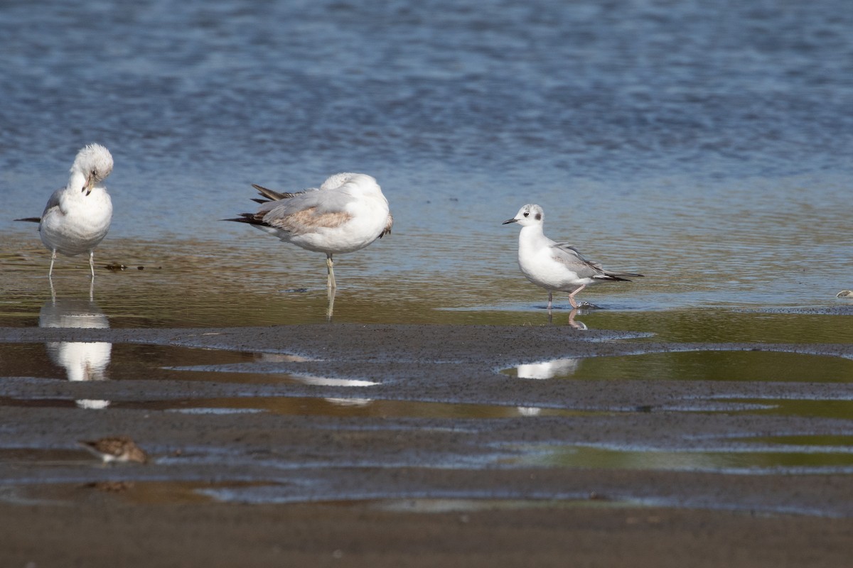 Bonaparte's Gull - ML237182631