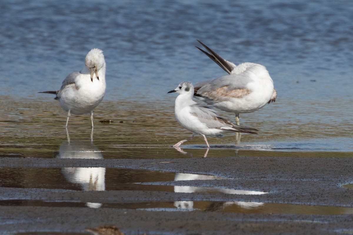 Bonaparte's Gull - ML237182751