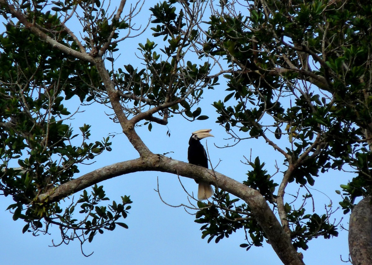 Cálao de Palawan - ML237183211