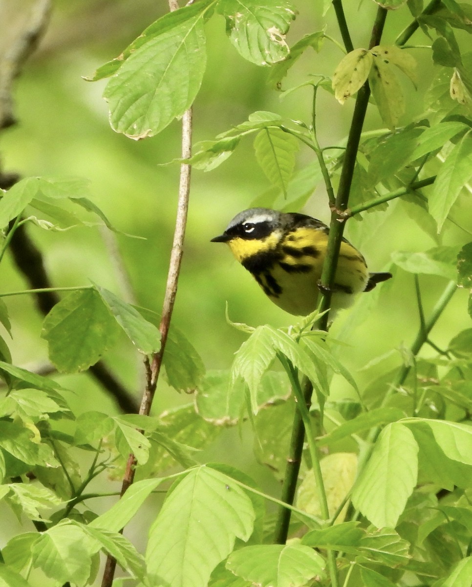 Magnolia Warbler - ML237183231