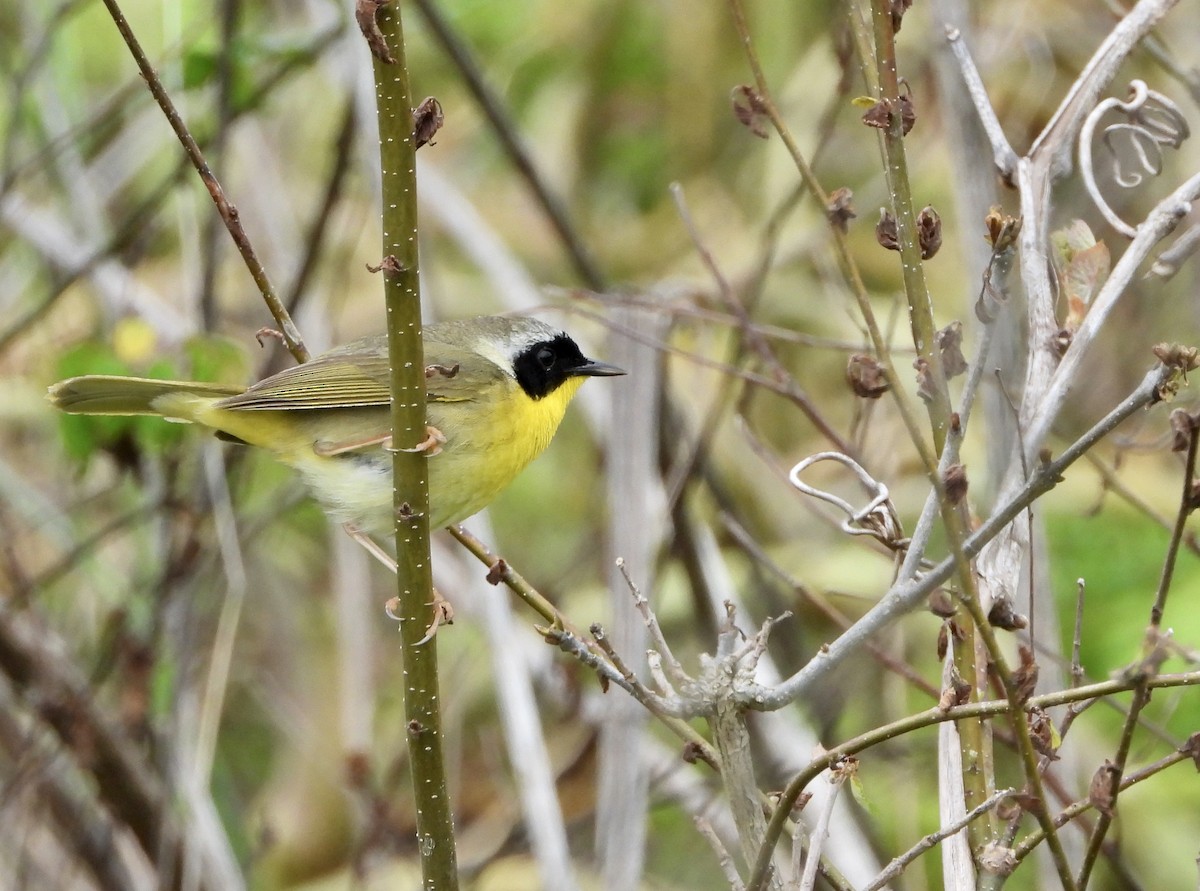 Common Yellowthroat - ML237183501