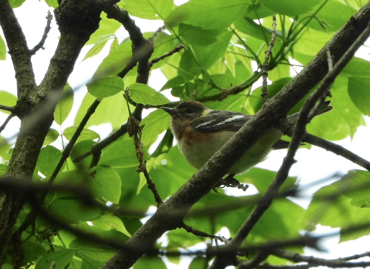 Bay-breasted Warbler - ML237183901