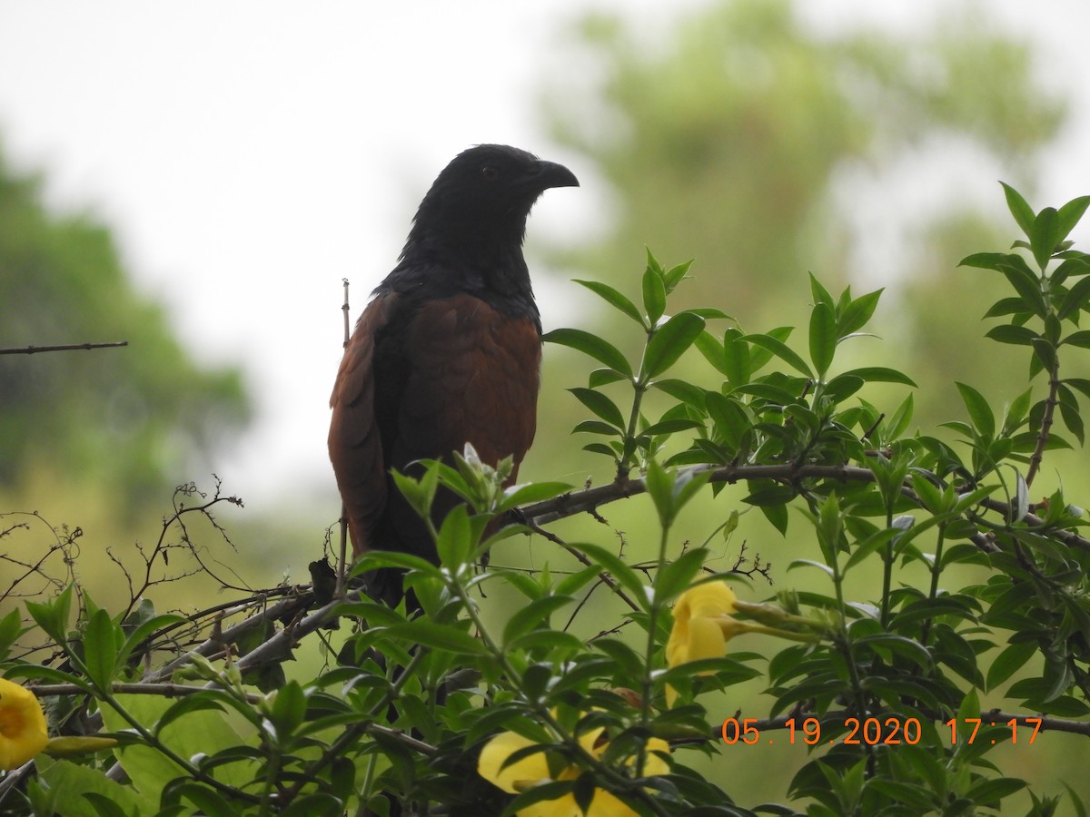 Greater Coucal - ML237184241