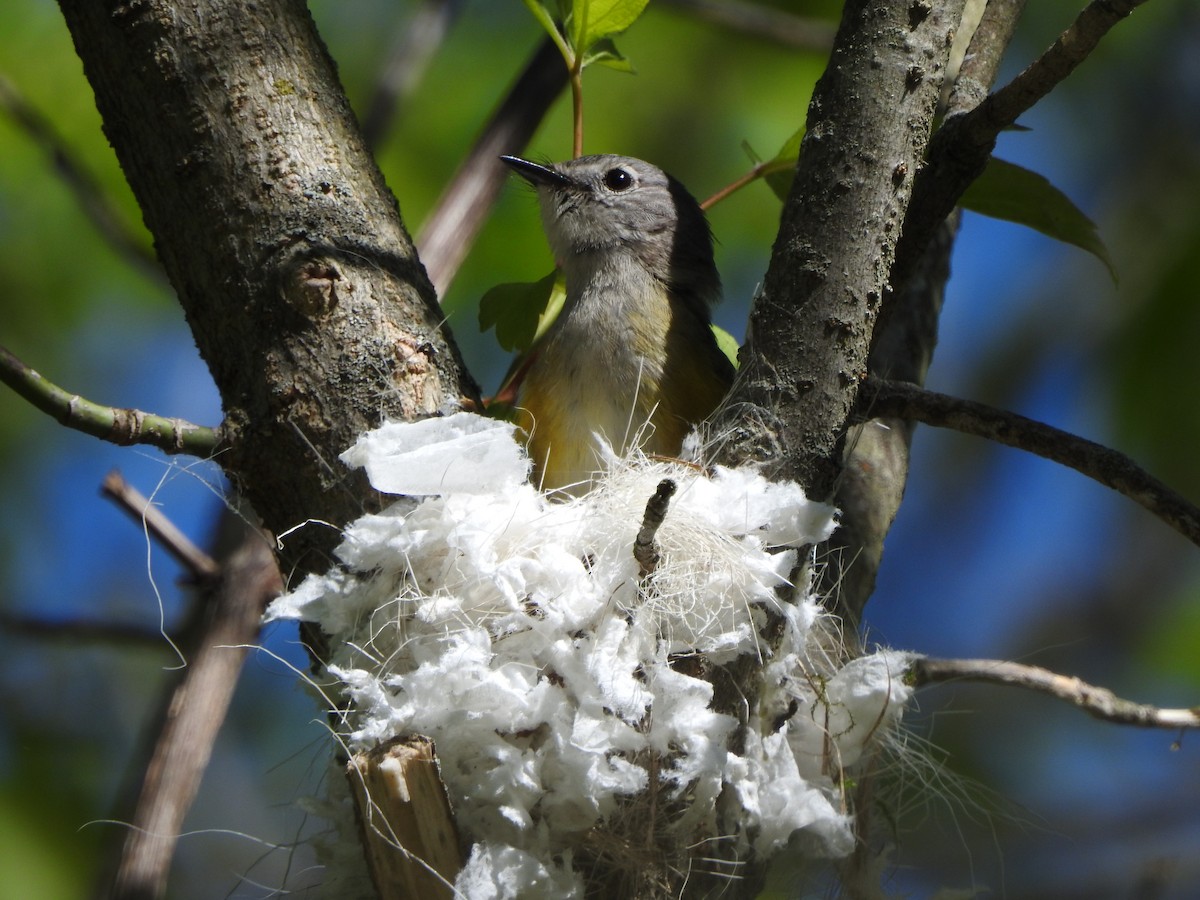 American Redstart - Larry Chapin