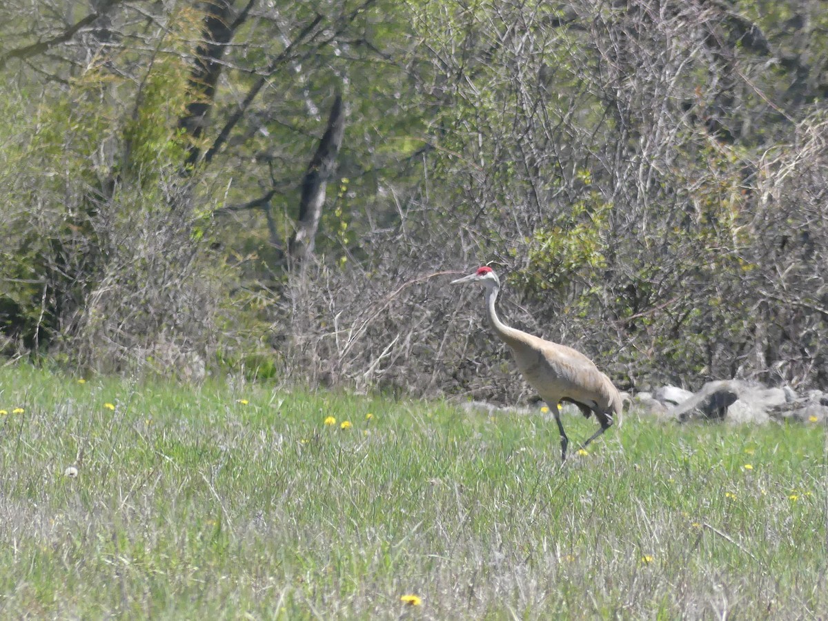 Sandhill Crane - ML237185711