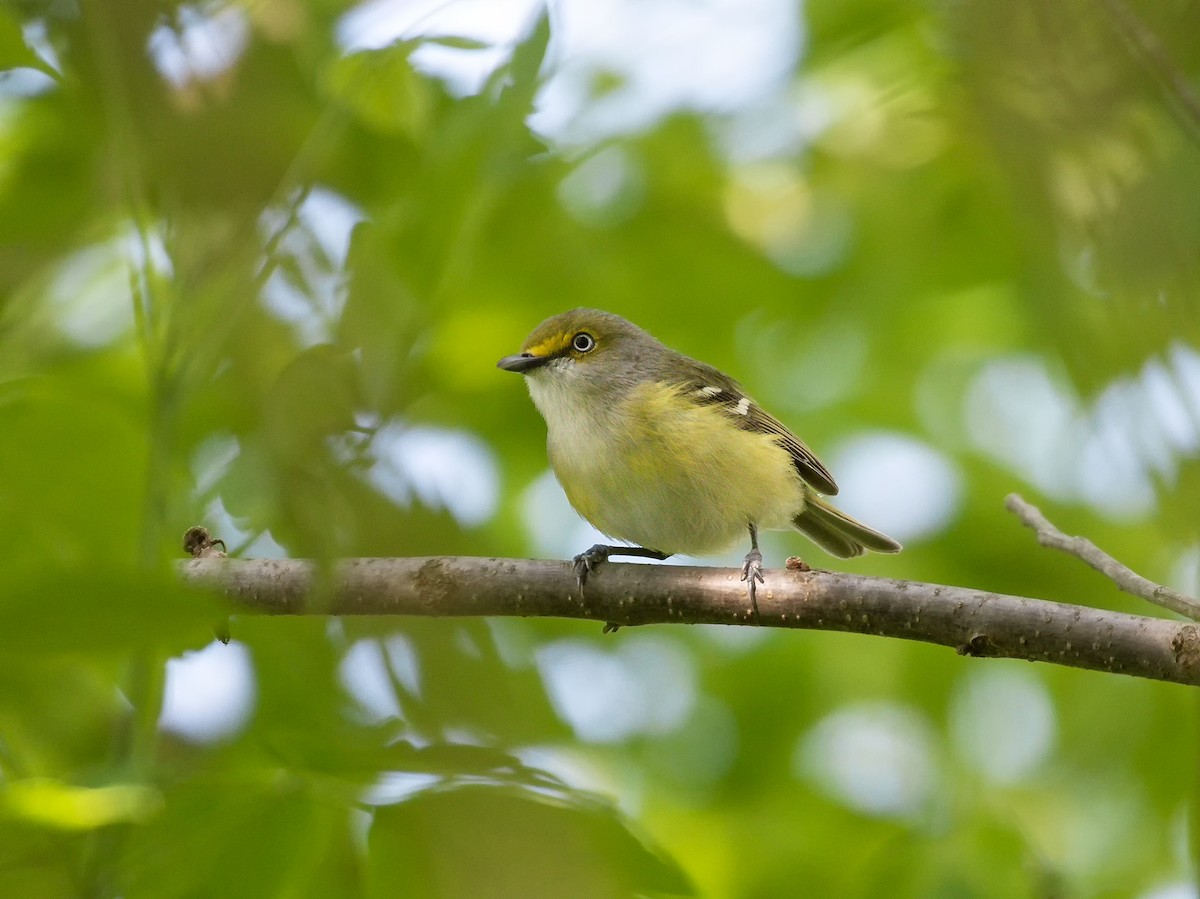 White-eyed Vireo - ML237185971