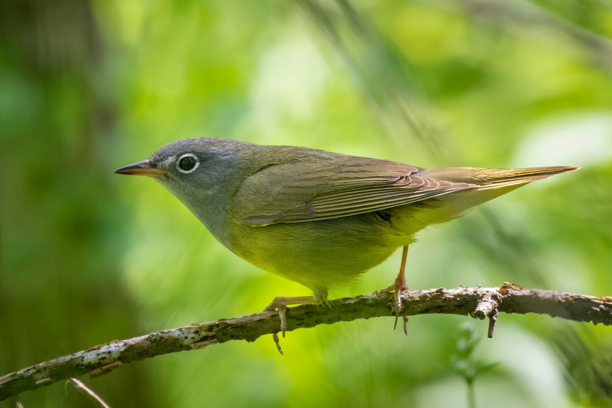 Connecticut Warbler - ML237186221