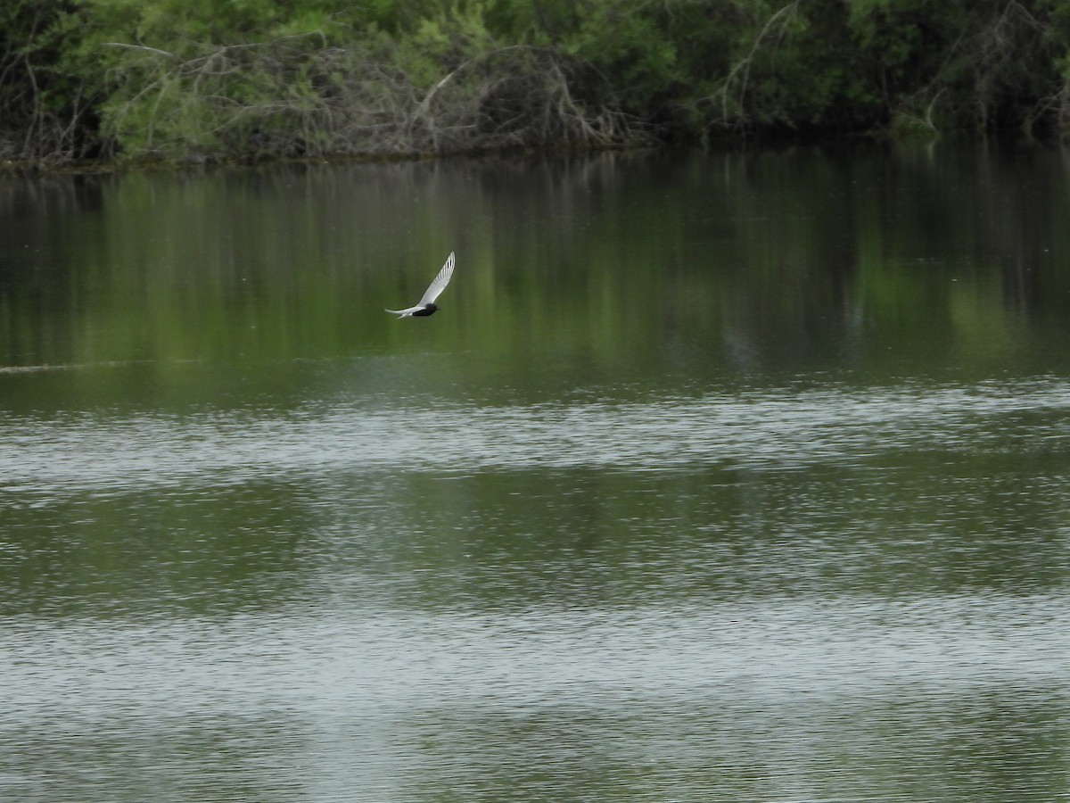 Black Tern - ML237186311