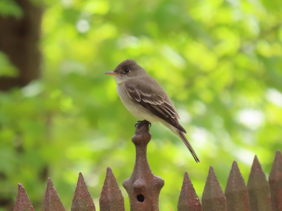 Eastern Wood-Pewee - ML237186941