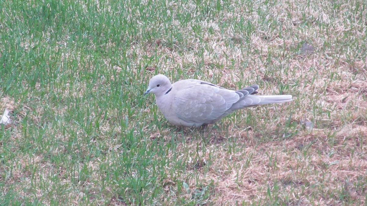 Eurasian Collared-Dove - ML237187091