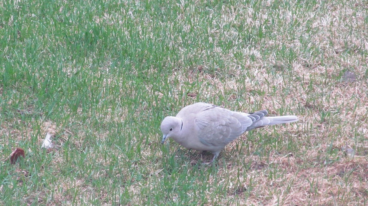 Eurasian Collared-Dove - Marilyn Meyer