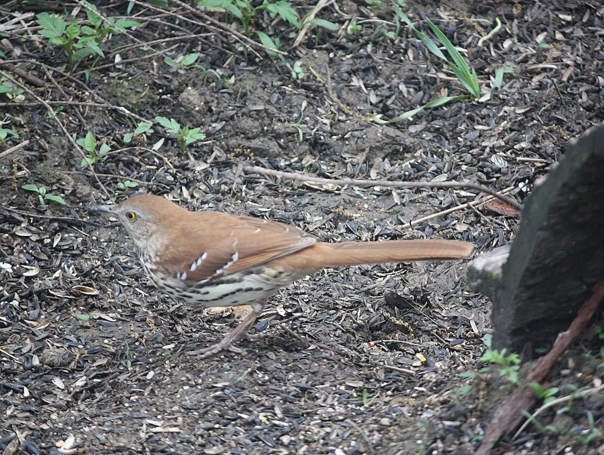 Brown Thrasher - ML237187911