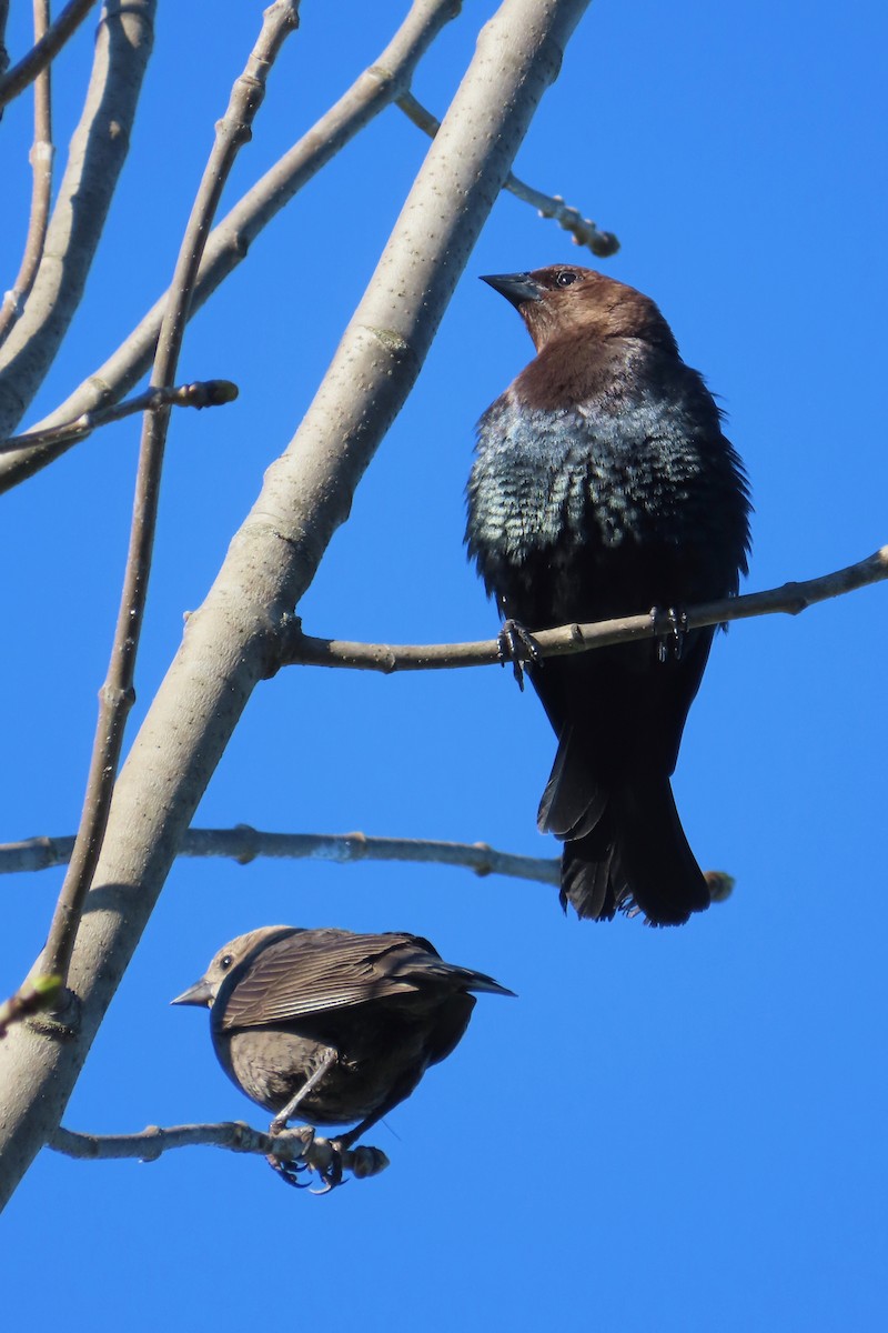 Brown-headed Cowbird - Andrew Bendall