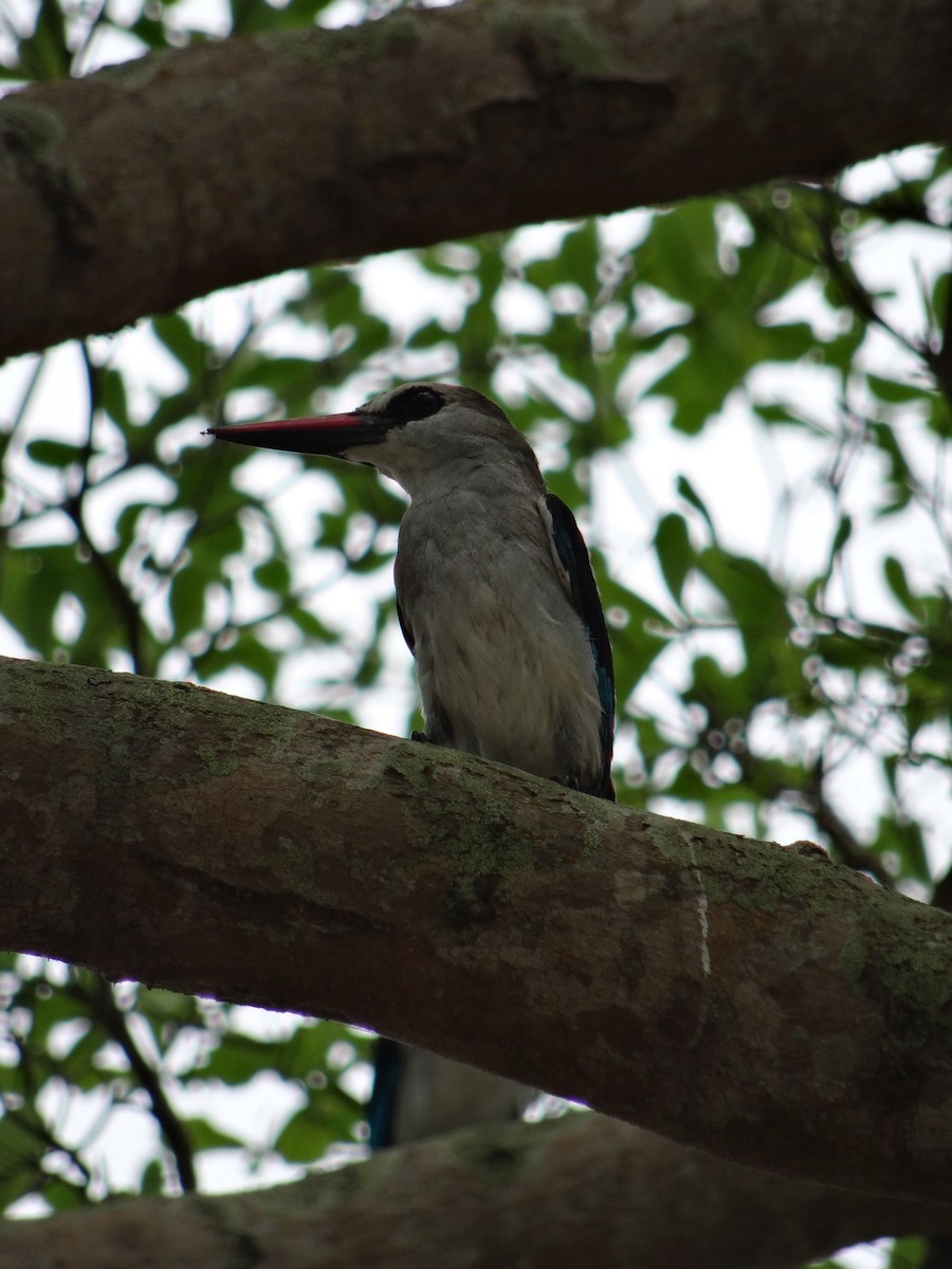 Woodland Kingfisher - ML237189931