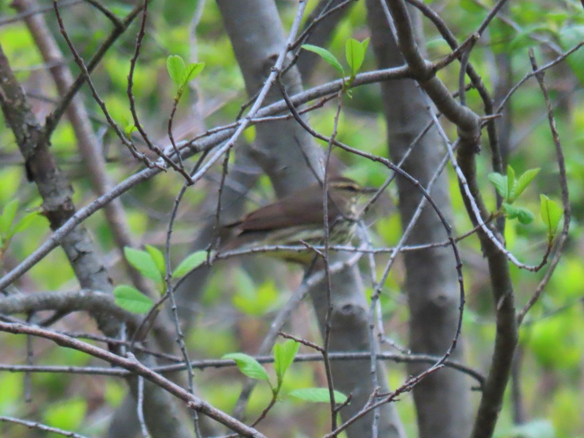 Northern Waterthrush - ML237190771