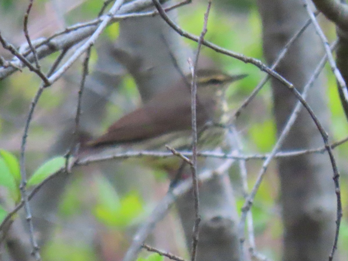 Northern Waterthrush - ML237190781