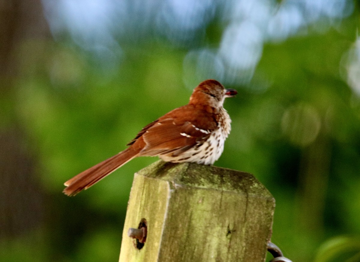 Brown Thrasher - ML237190861