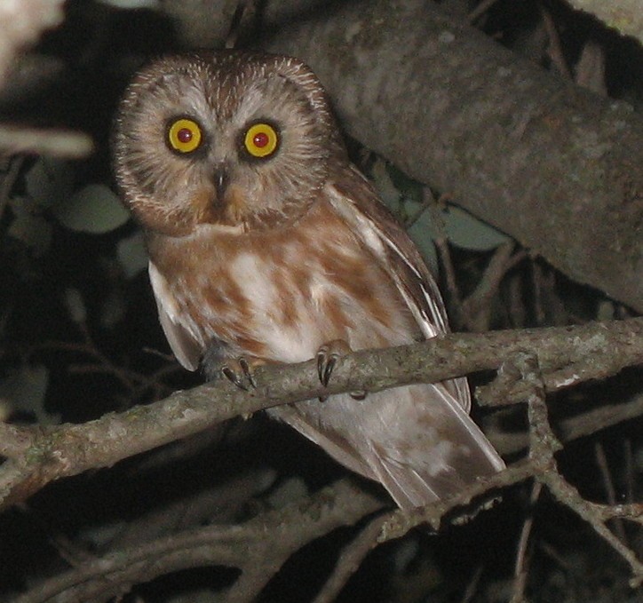 Northern Saw-whet Owl - ML237191101