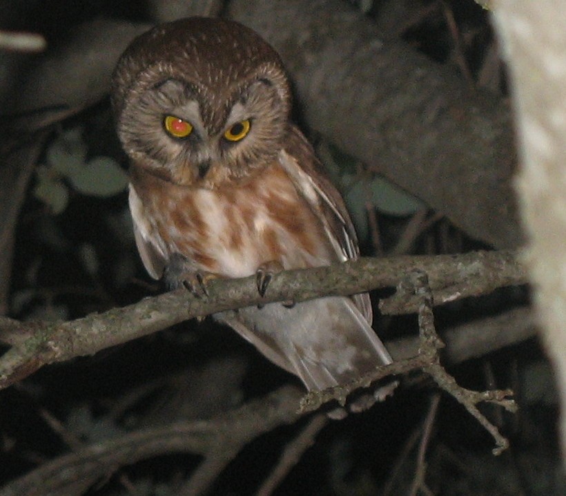 Northern Saw-whet Owl - ML237191111