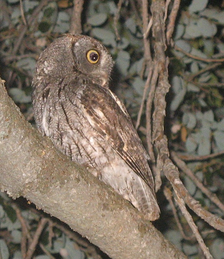 Western Screech-Owl - ML237191151