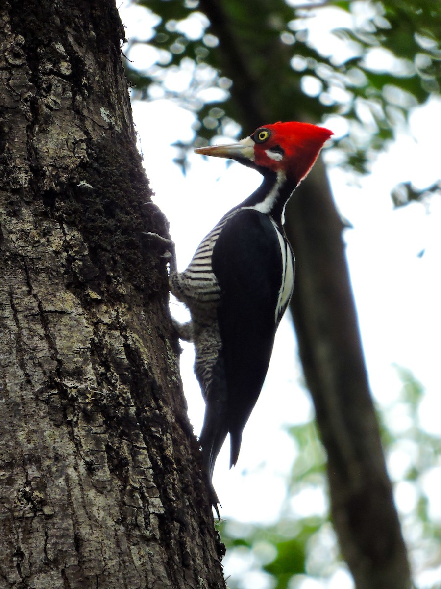 Crimson-crested Woodpecker - ML237192491