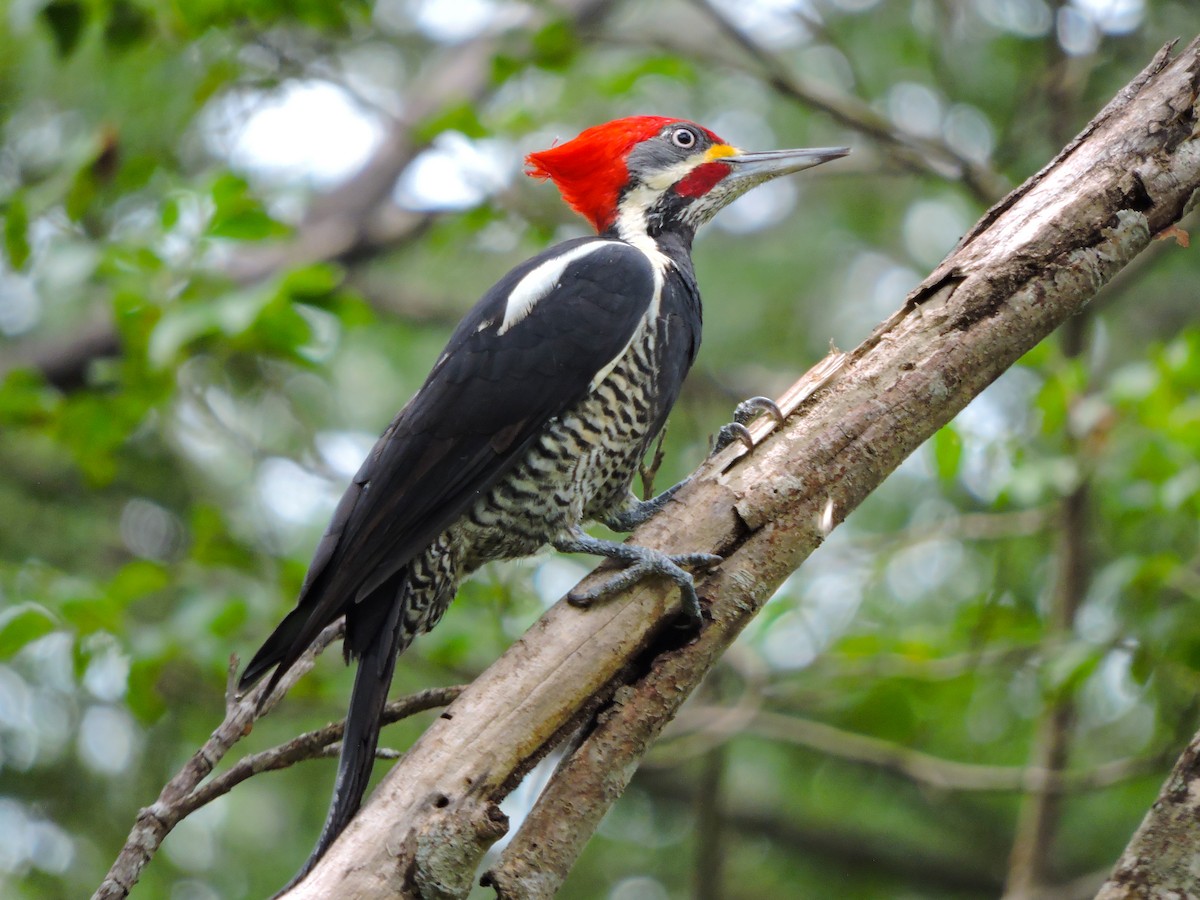 Lineated Woodpecker - ML237192611