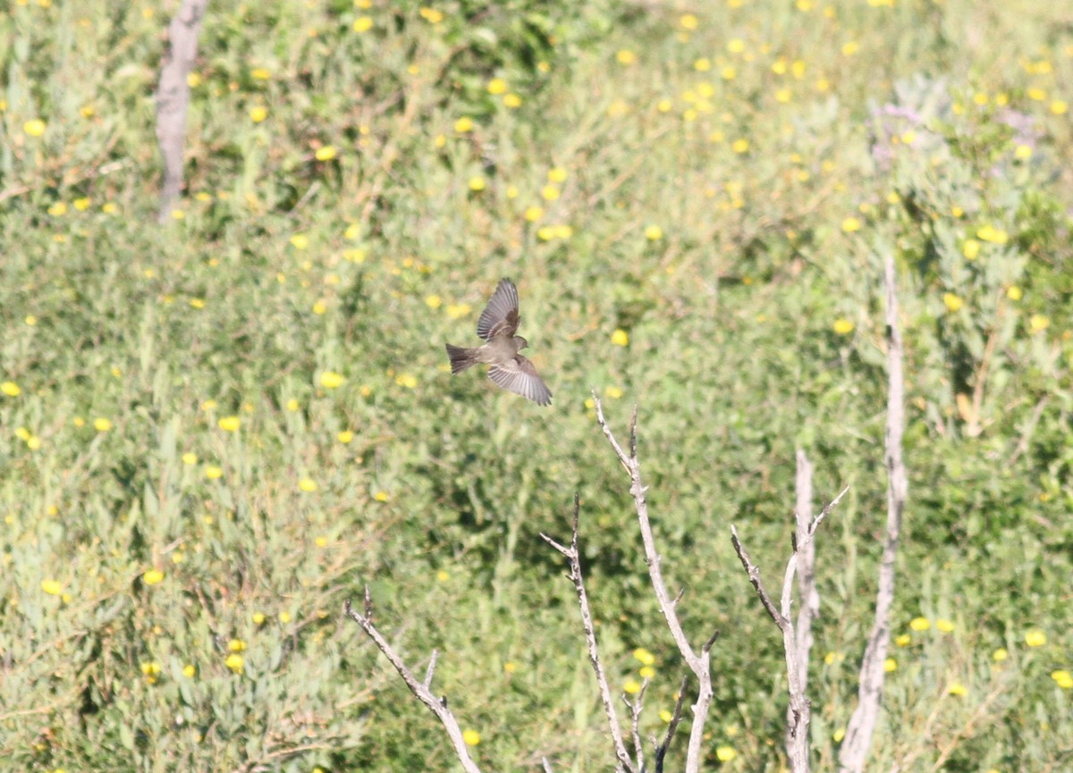 Western Wood-Pewee - ML237193001