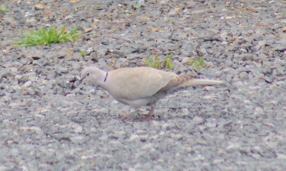 Eurasian Collared-Dove - Carole Swann