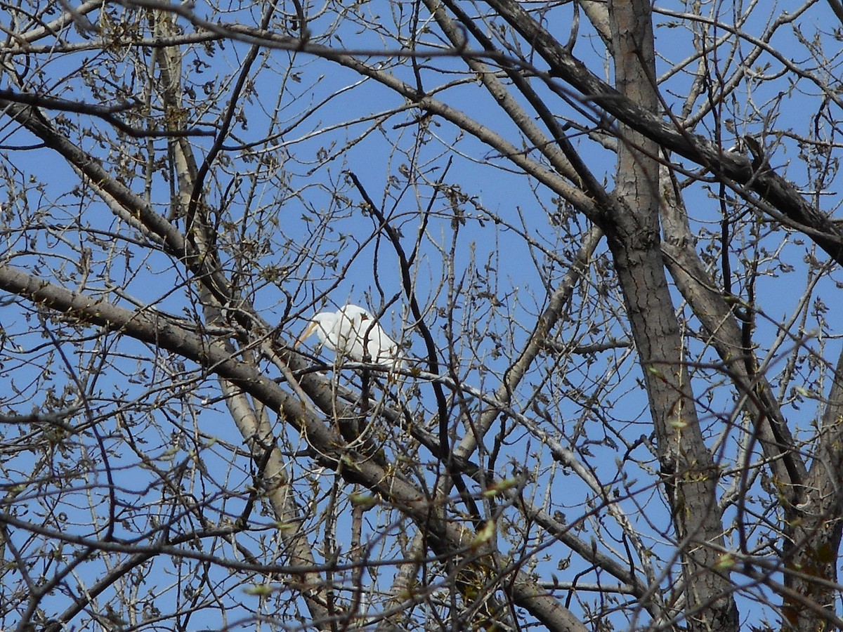 Great Egret - ML237193361