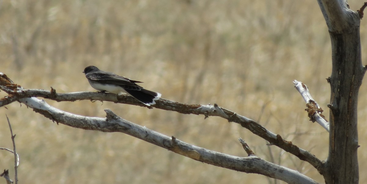 Eastern Kingbird - ML237193381