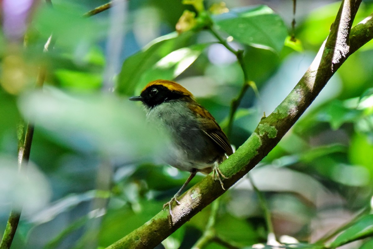 Black-cheeked Gnateater - ML237194021