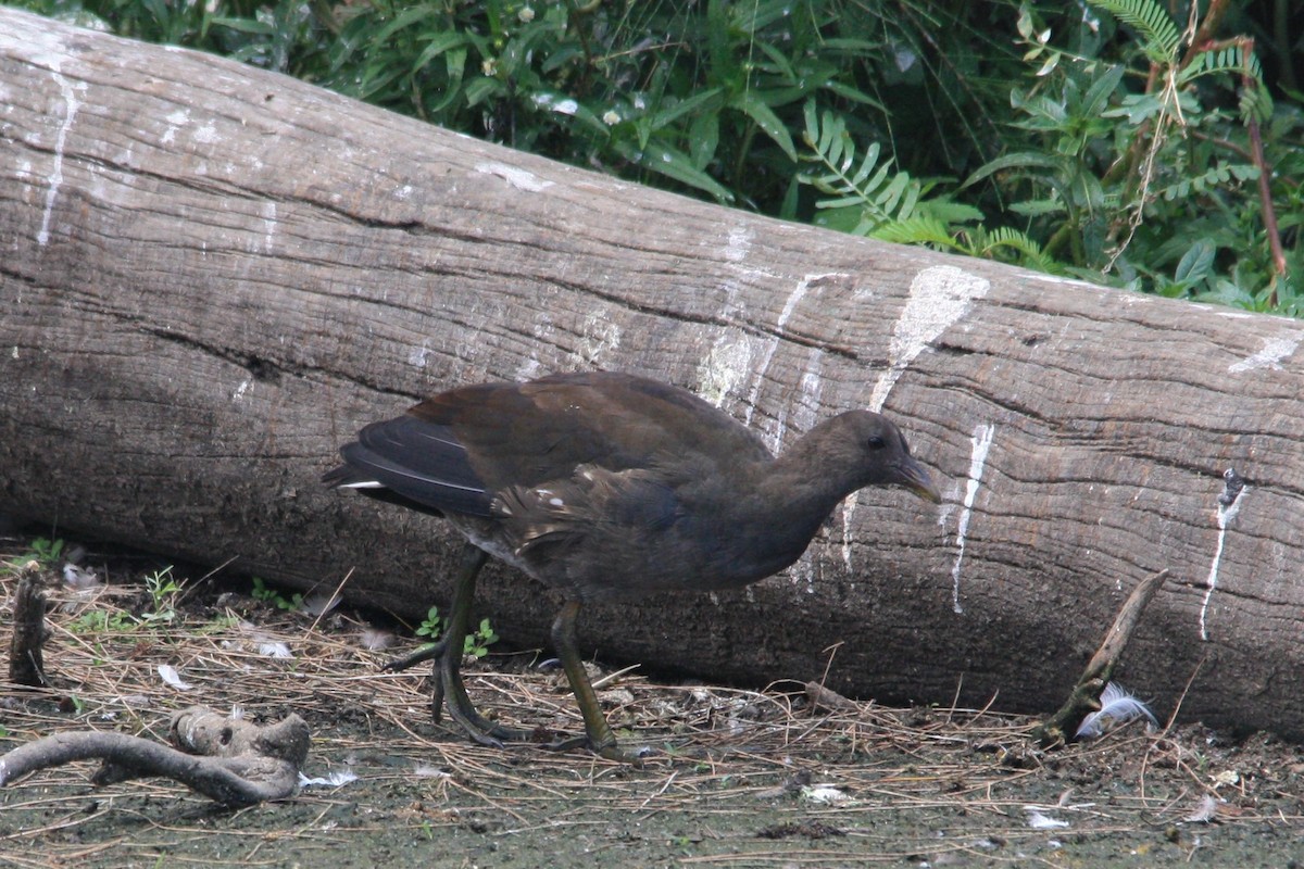 Dusky Moorhen - Michael  Willis