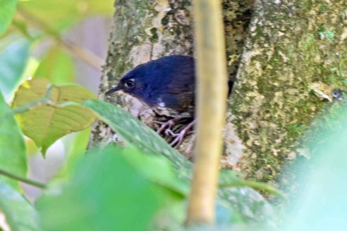 White-breasted Tapaculo - ML237194311