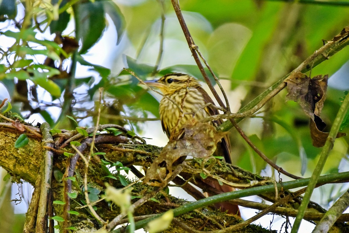 Pale-browed Treehunter - ML237194451