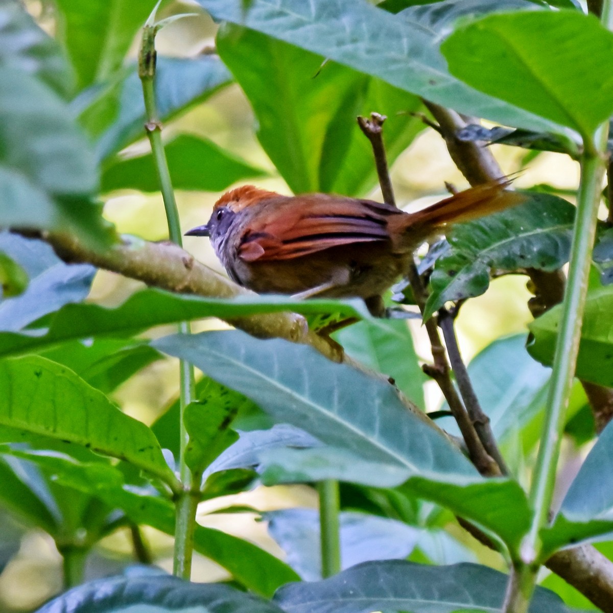 Rufous-capped Spinetail - ML237194561