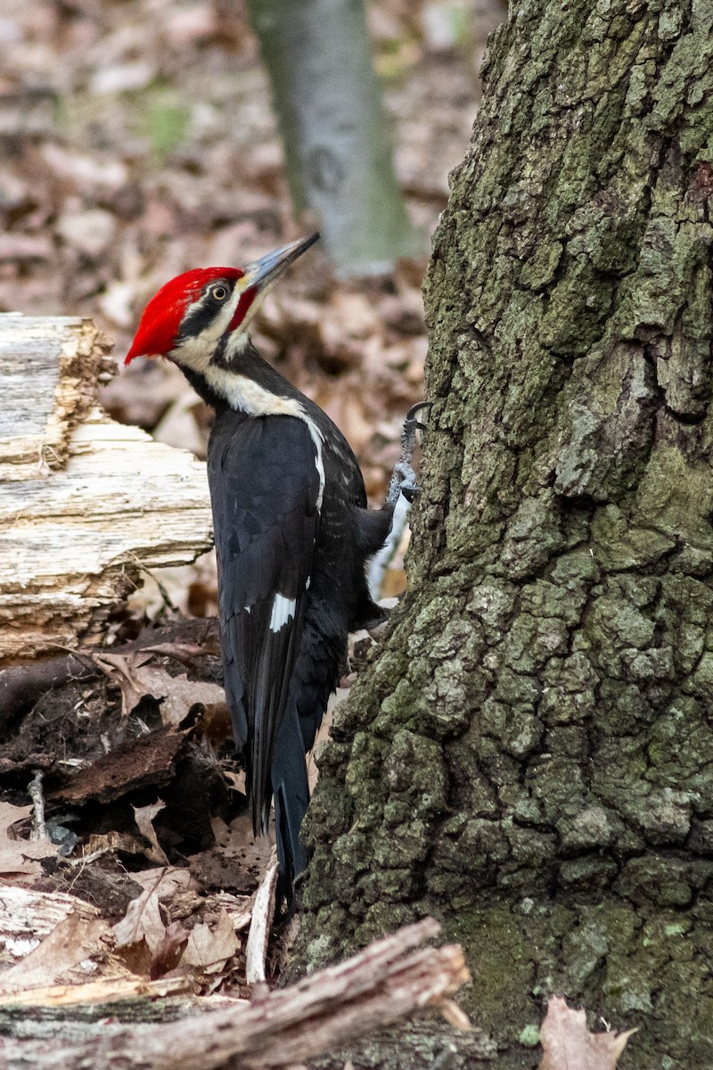 Pileated Woodpecker - ML237195031