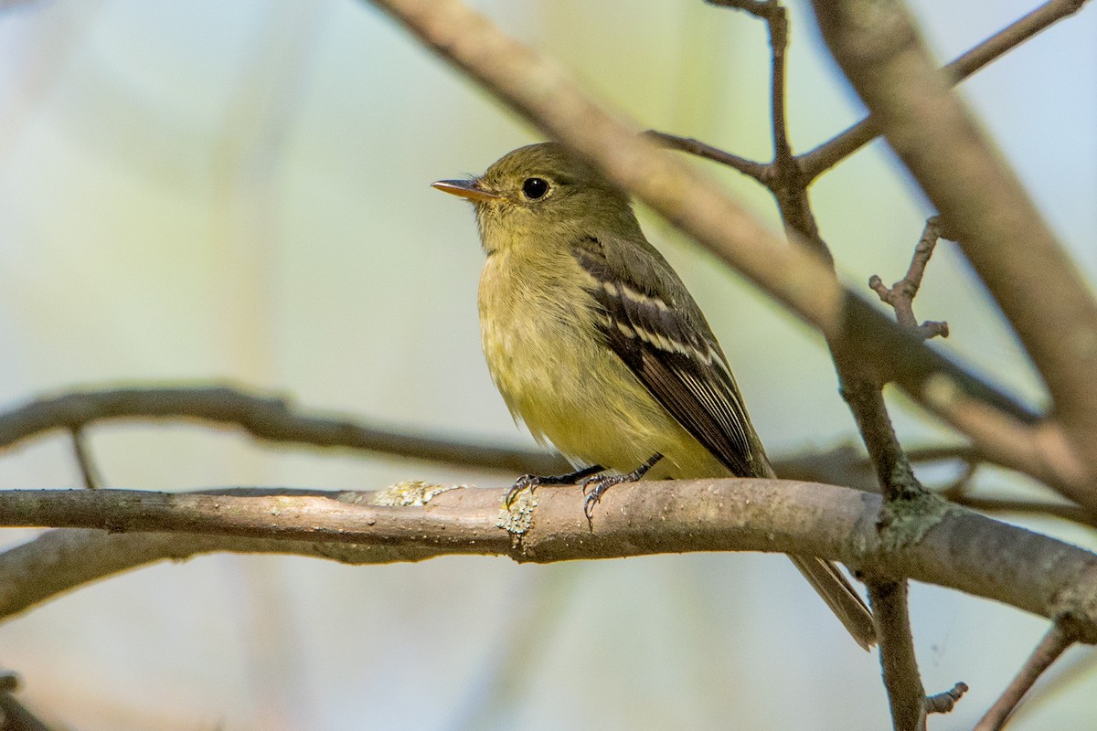 Yellow-bellied Flycatcher - Sue Barth