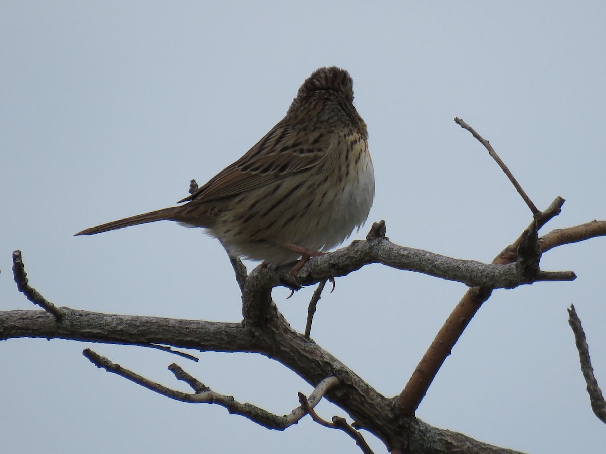 Lincoln's Sparrow - ML237196631