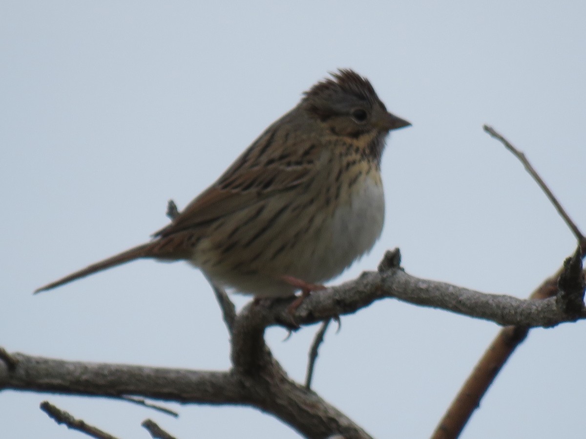 Lincoln's Sparrow - ML237196641