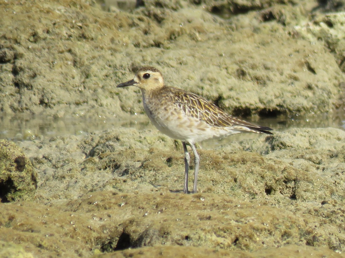 Pacific Golden-Plover - ML237196721