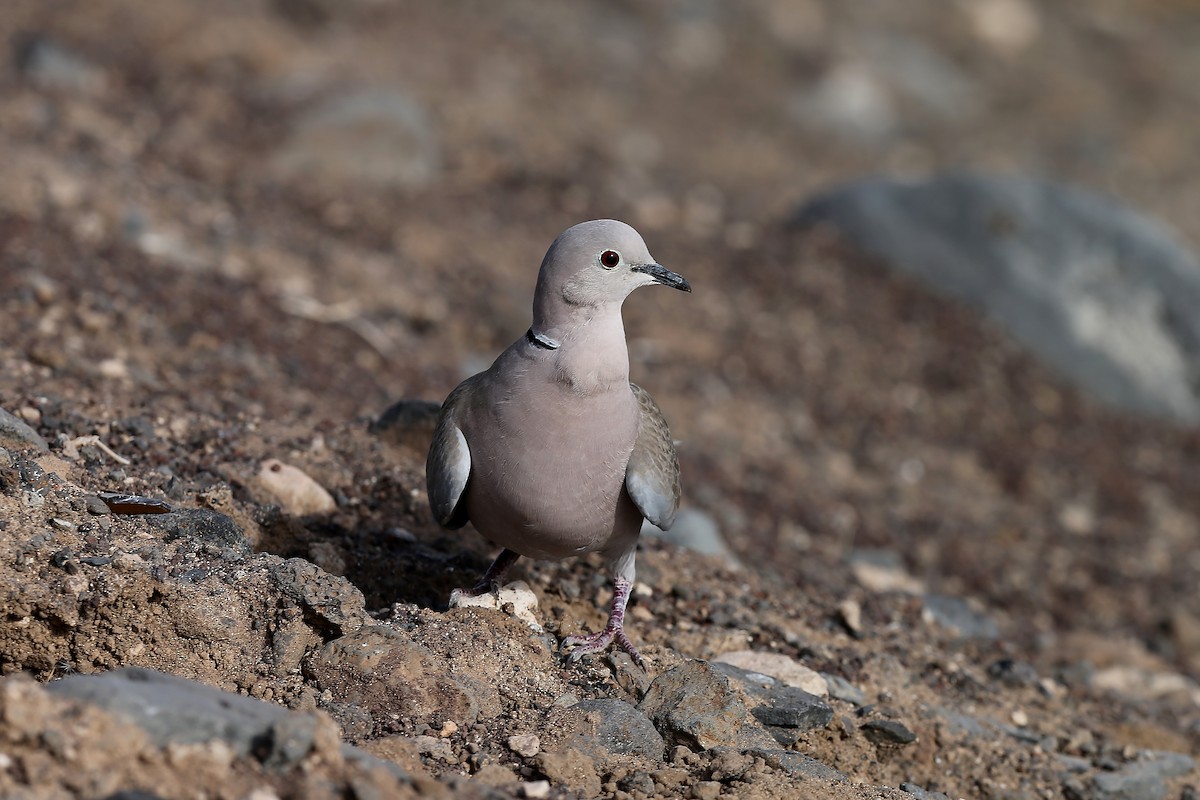 Eurasian Collared-Dove - Holger Teichmann