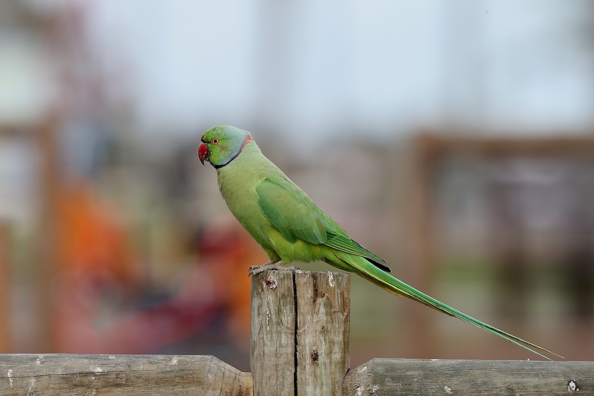 Rose-ringed Parakeet - ML237197171