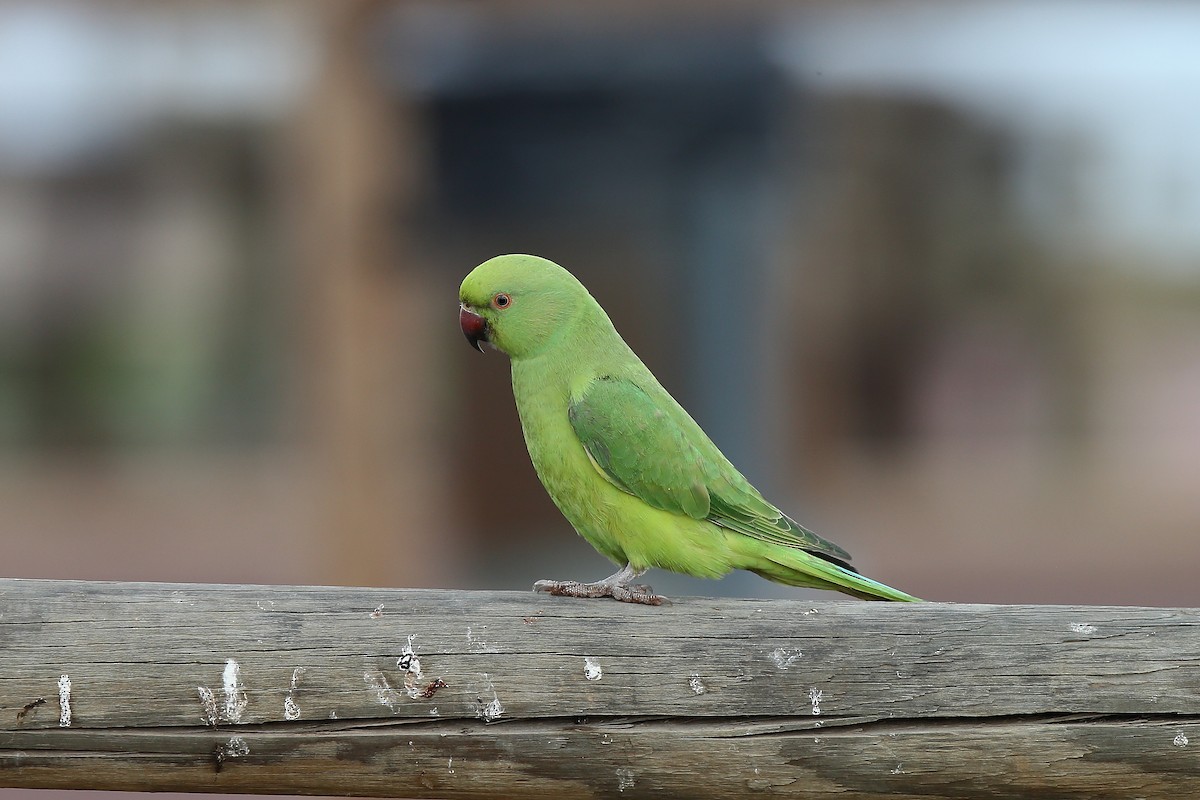 Rose-ringed Parakeet - Holger Teichmann