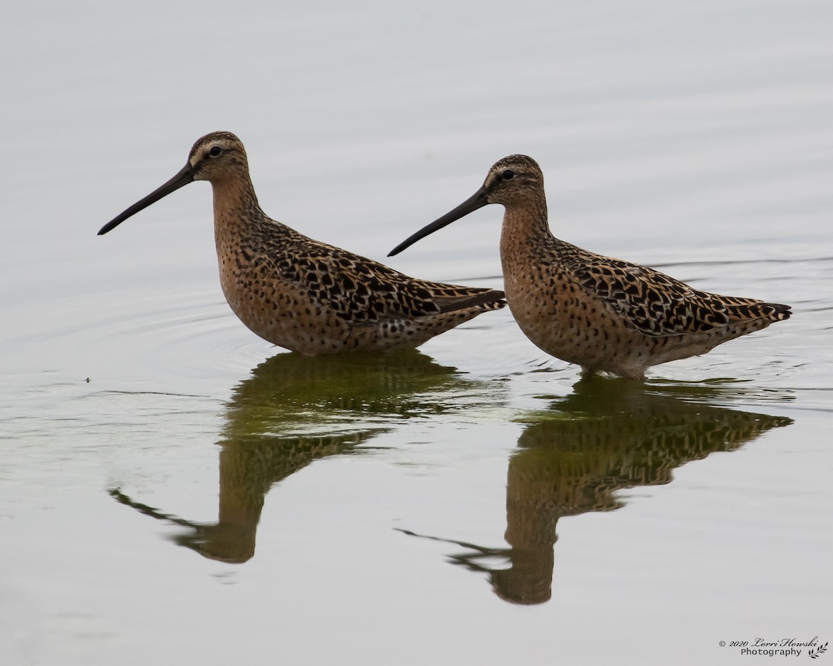 Short-billed Dowitcher - ML237197411