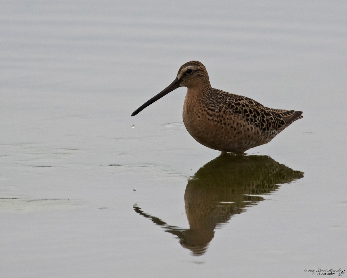 Short-billed Dowitcher - ML237197501