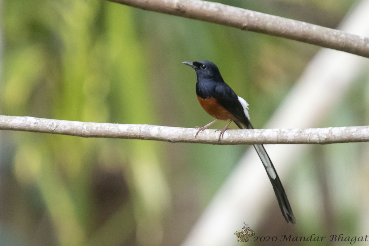 White-rumped Shama - ML237198851